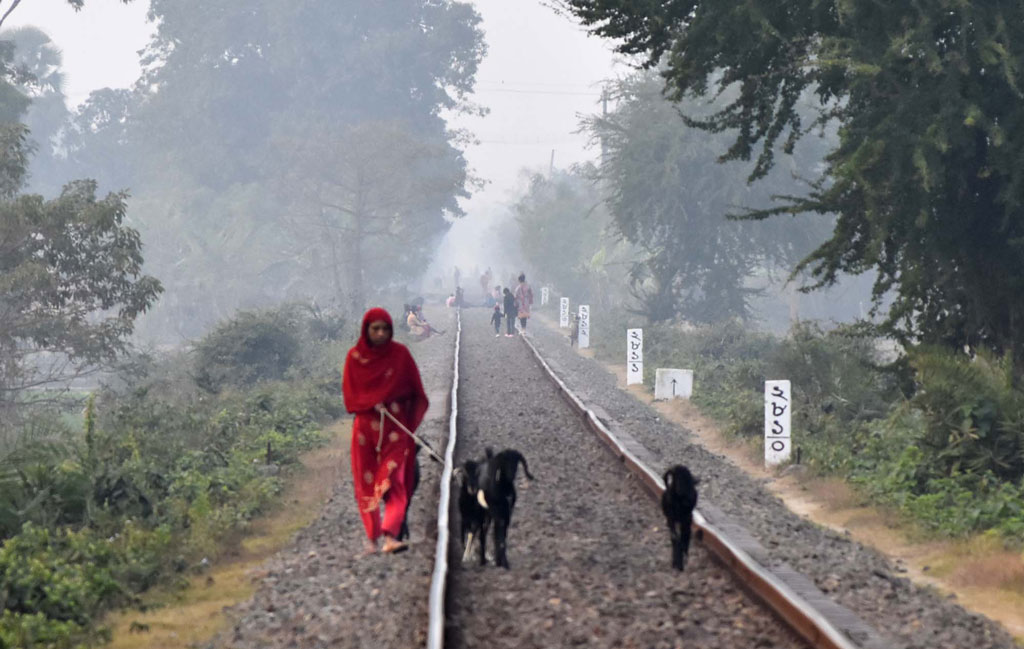 মাঠে ঘাস খাওয়ানোর জন্য রেললাইন ধরে পোষা ছাগলগুলোকে নিয়ে যাচ্ছেন এক নারী। গোদাগাড়ী উপজেলার রিশিকুল ইউনিয়ন চব্বিশ নগর স্টেশনের পাশের রেললাইন, রাজশাহী, ১ ফেব্রুয়ারি ২০২৪। ছবি: মিলন শেখ