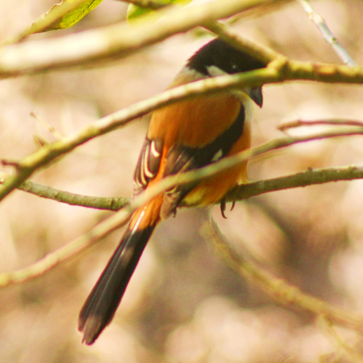 কালোমাথা বেনে বউ। এক প্রজাতির হলুদ বৃক্ষচর পাখি। পাখিটির বৈজ্ঞানিক নাম: ORIOLUS XANTHORNUS। ইংরেজিতে Black-hooded Oriole। গ্রাম বাংলায় এরা কুটুম পাখি নামেও পরিচিত। পাখিটি বাংলাদেশ, ভারত ছাড়াও দক্ষিণ ও দক্ষিণ-পূর্ব এশিয়ার বিভিন্ন দেশে দেখা যায়। সারা পৃথিবীতে প্রায় ৪৩ লাখ ১০ হাজার বর্গ কিলোমিটার এলাকাজুড়ে এরা বিস্তৃত। রাজশাহী। ০৩ মার্চ, ২০২৩। ছবি: আব্দুর রাজ্জাক