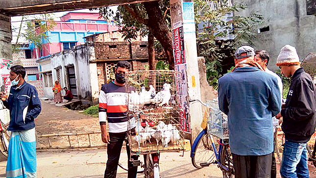 পাখিপ্রেমীর পদচারণে  মুখর নয়াবাটি মোড়