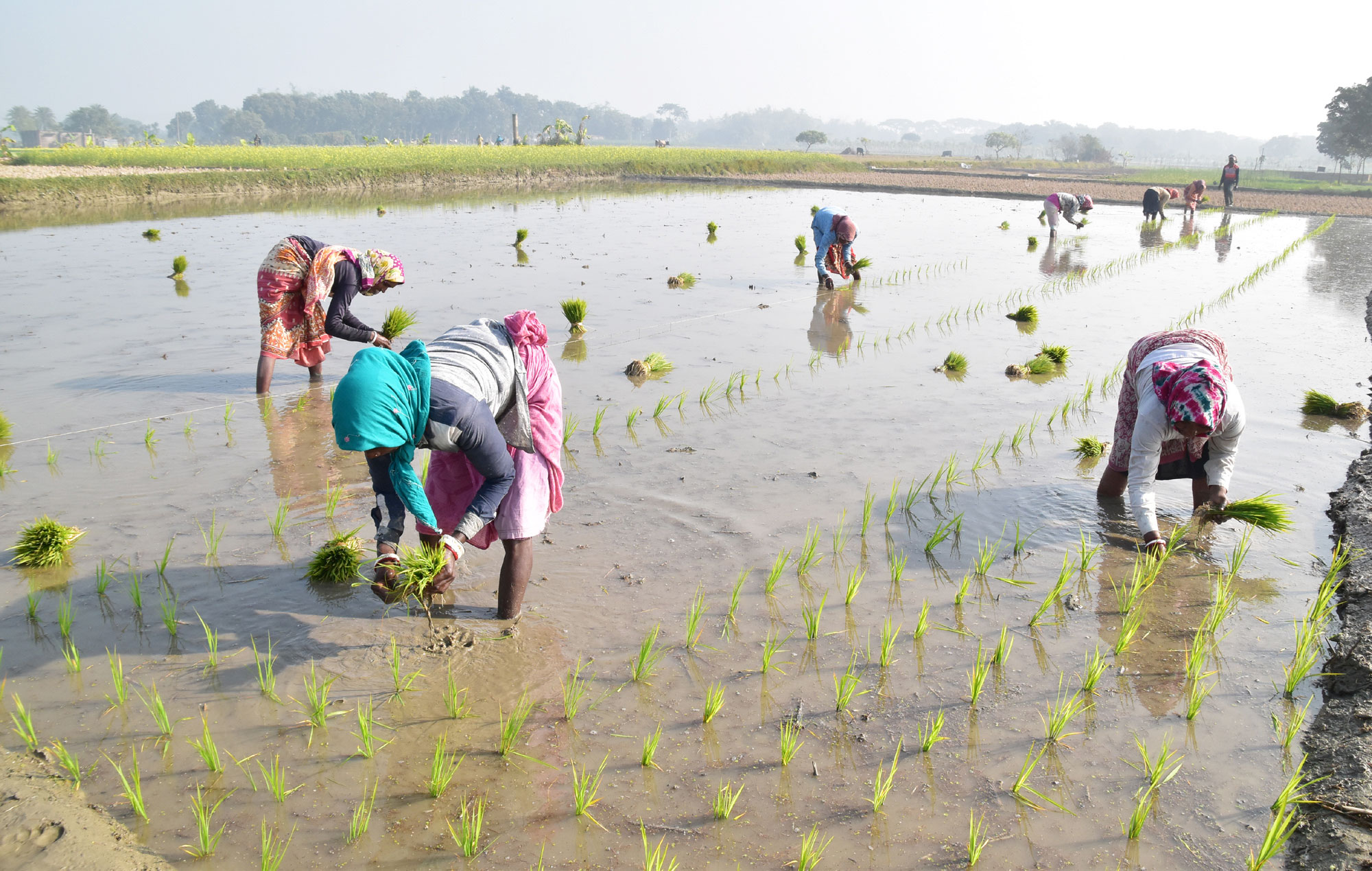 দিনের ছবি (১১ জানুয়ারি, ২০২৩)