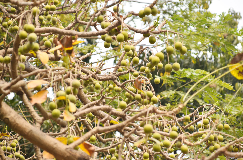 গাছে থোকায় থোকায় ঝুলছে আমড়া। রাজশাহী কেন্দ্রীয় কারাগার এলাকার একটি আমড়া গাছ, রাজশাহী, ২৫ ফেব্রুয়ারি ২০২৪। ছবি: মিলন শেখ 