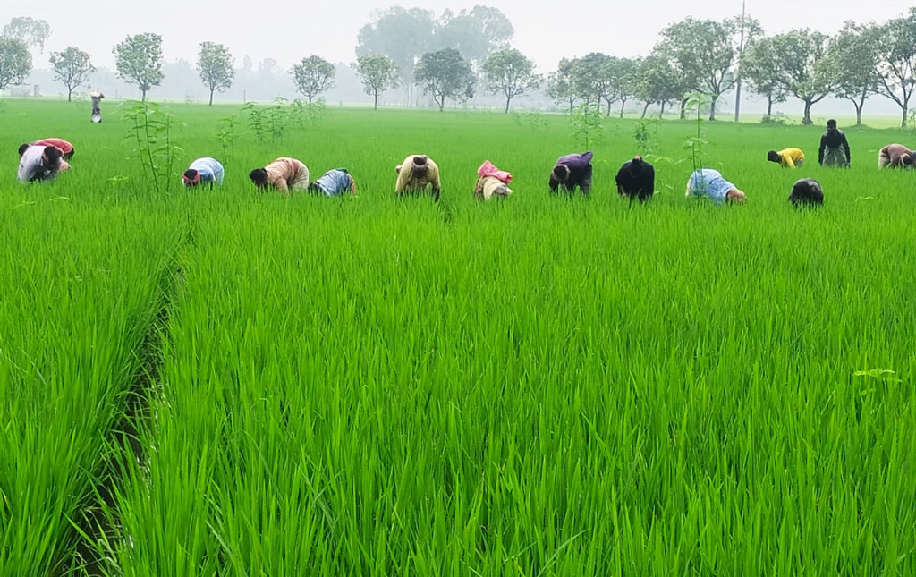 ঋণ পরিশোধে কৃষকই এগিয়ে