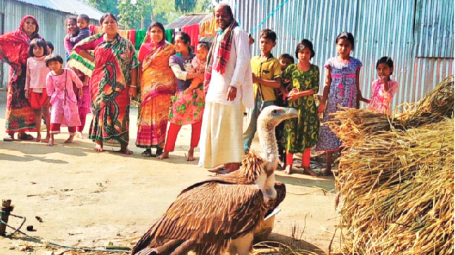 বাংলাদেশে হিমালয়ের শকুন