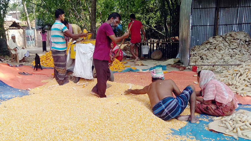 ভুট্টার ভালো ফলনে খুশি কৃষক