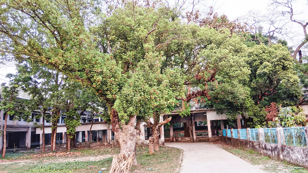 বিরল বৃক্ষ কর্পূরগাছ