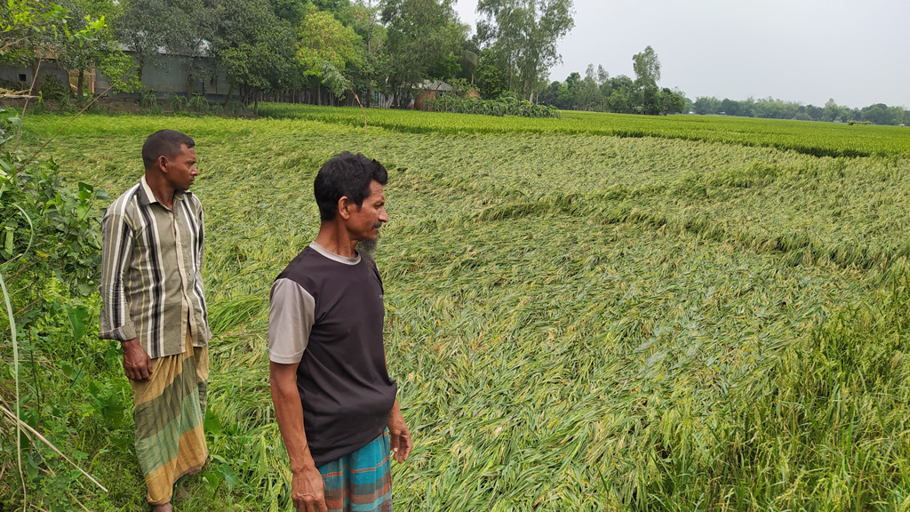 ৫ হাজার হেক্টর জমির ফসল নষ্ট