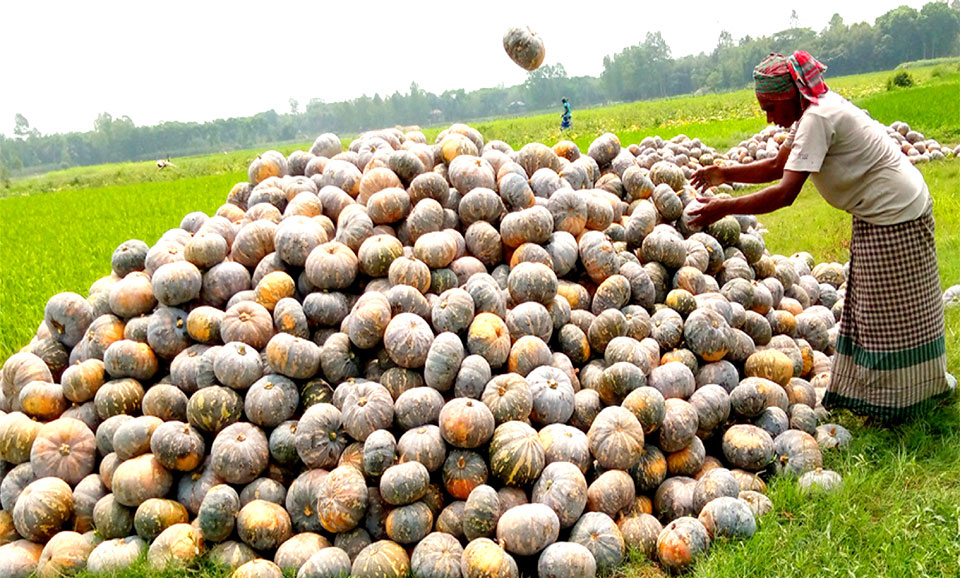 জমি থেকে নিজের চাষ করা মিষ্টি কুমড়া তুলছেন এক কৃষক। ভালকুটিয়া, ঘিওর, মানিকগঞ্জ, ৮ মে ২০২৩। ছবি: আবদুর রাজ্জাক