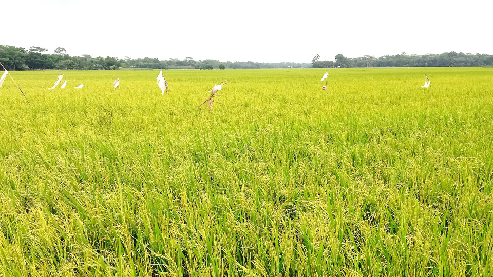 মেঘনা-ধনাগোদা সেচ প্রকল্পে সোনালি ফসলের দোলা