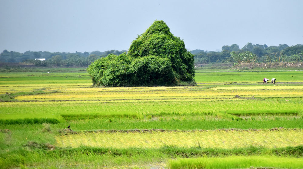 জমিতে ধানের চারা লাগাচ্ছেন কৃষক। চারপাশের সবুজ, ধানের চারার হলুদ রঙ মিলিয়ে তৈরি হয়েছে চোখ জুড়িয়ে যাওয়ার মতো এক সৌন্দর্য। পবা উপজেলার হুজুরী পাড়া ইউনিয়নের দারুশা এলাকার একটি বিল, রাজশাহী, ১০ আগস্ট। ছবি: মিলন শেখ।