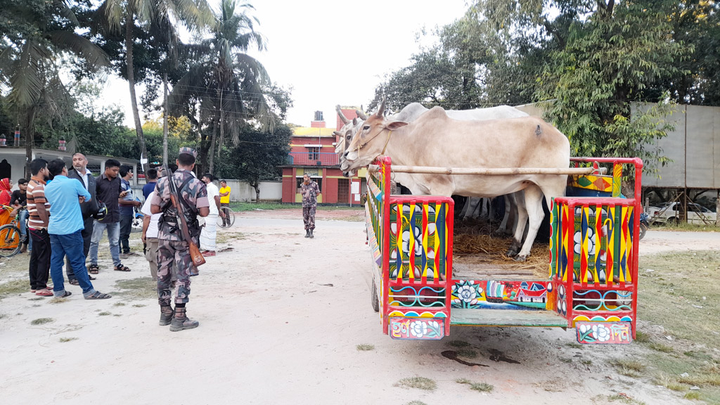 বালিয়াডাঙ্গীতে ১৭টি ভারতীয় গরু উদ্ধার