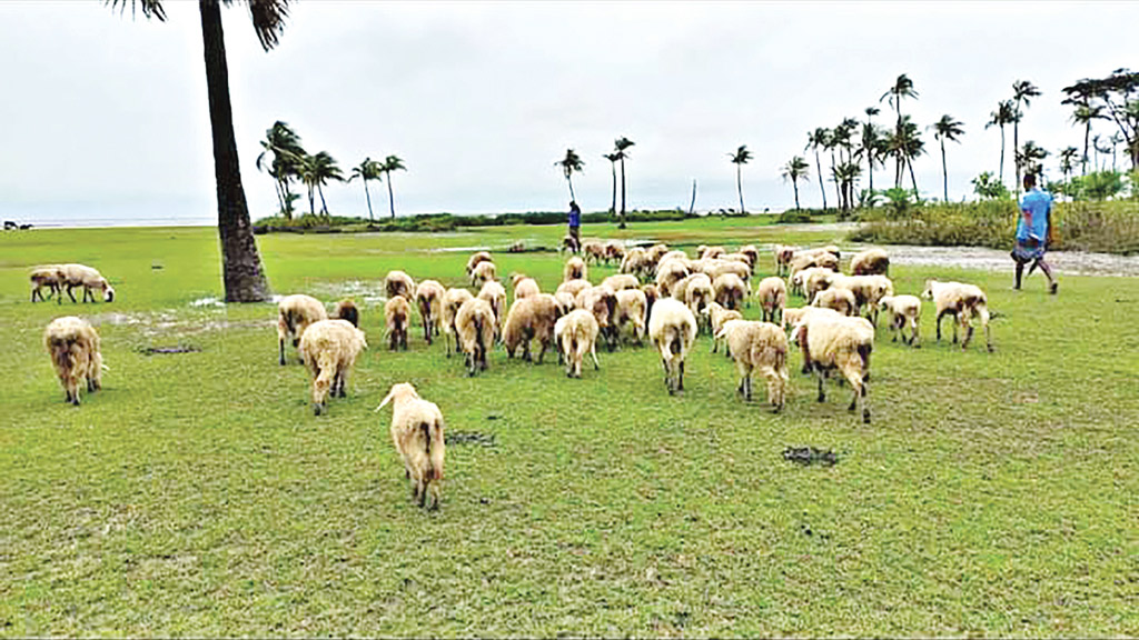 নতুন চরে জাগছে সন্দ্বীপবাসীর স্বপ্ন