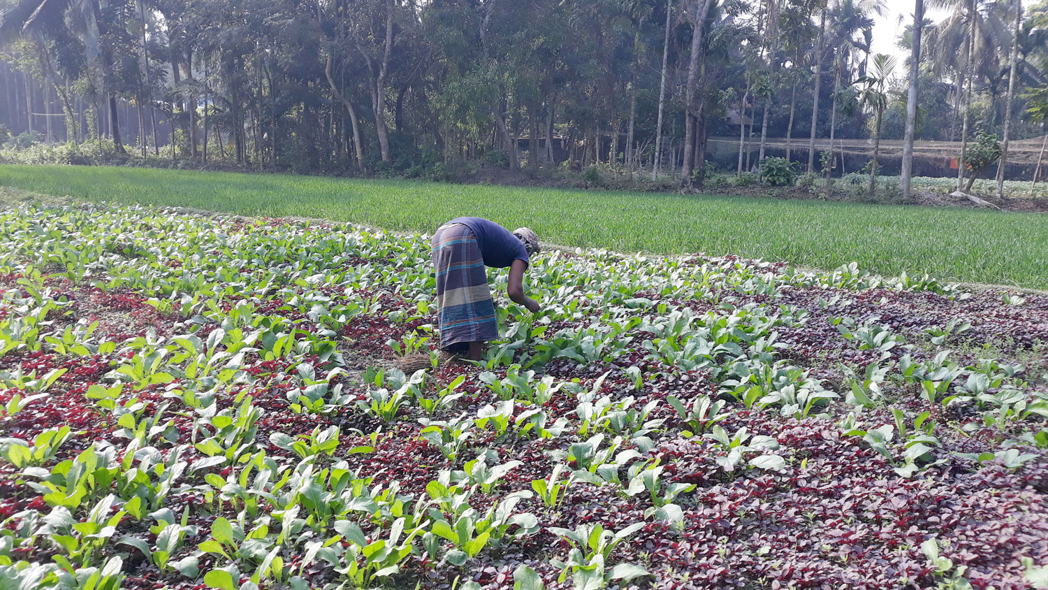 ফসল উৎপাদন কমছে