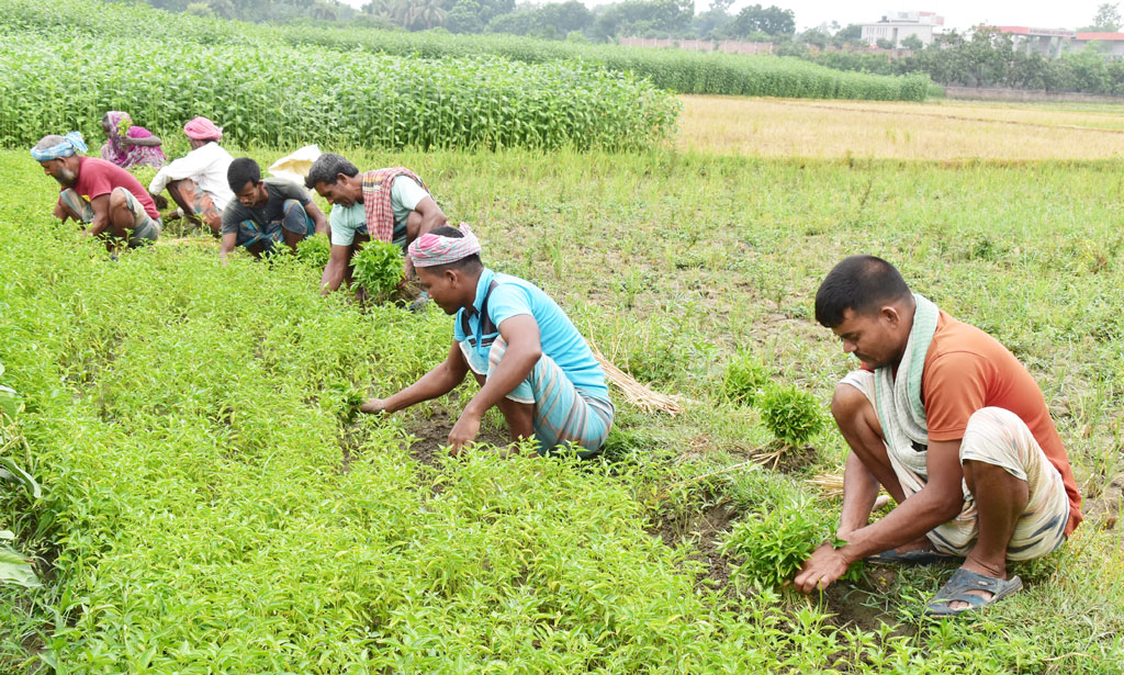 মরিচের গাছের চারা তুলছেন কৃষকেরা। আজ মঙ্গলবার সকালে রাজশাহীর পবা উপজেলার নলখোলা গ্রামের একটি বিল থেকে তোলা। ছবি: মিলন শেখ।