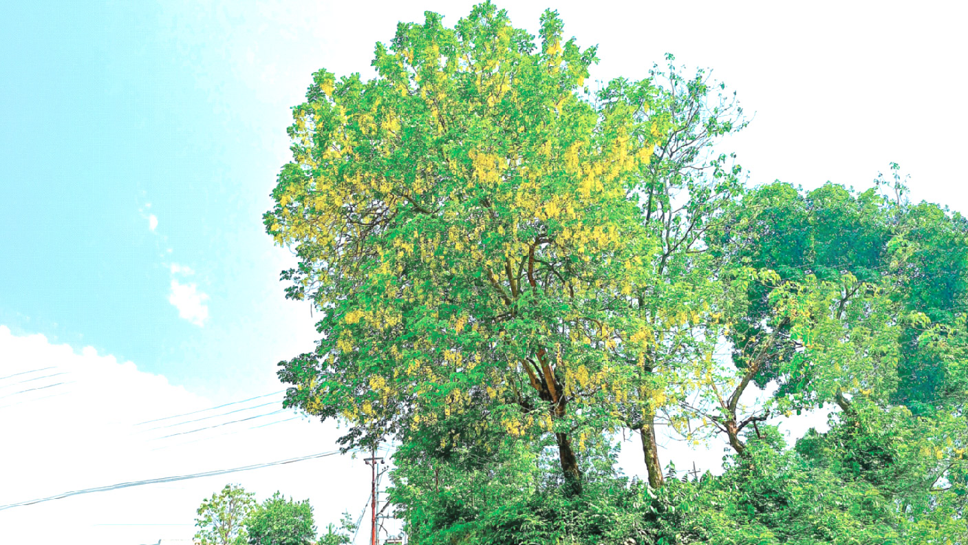 সোনালু ফুলের ঝলমলে রূপ