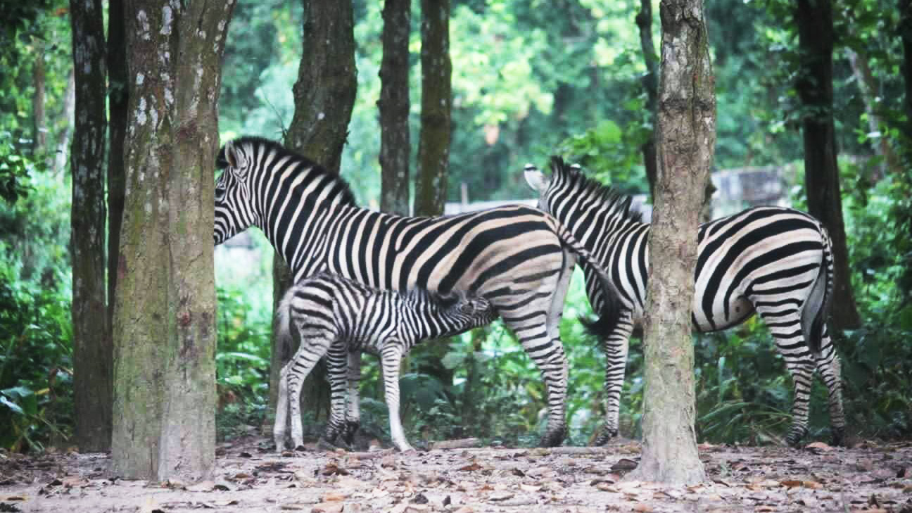 গত ২০ দিনে সাফারি পার্কে ৯ জেব্রার মৃত্যু