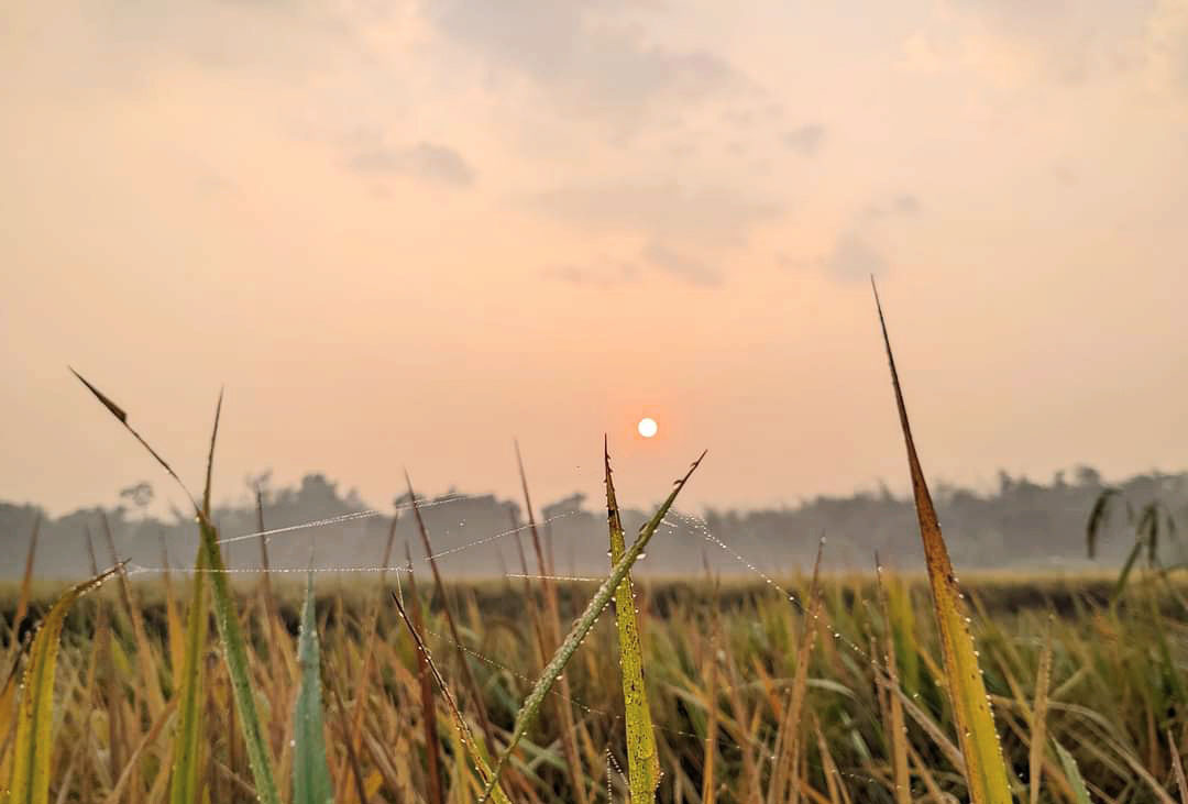 ঋতুচক্রে শীত আসতে এখনো মাস দেড়েক বাকি। কিন্তু এখনই রূপালি শিশিরবিন্দু চোখে পড়তে শুরু করেছে ধানের খেতে। ছবি: আব্দুর রাজ্জাক