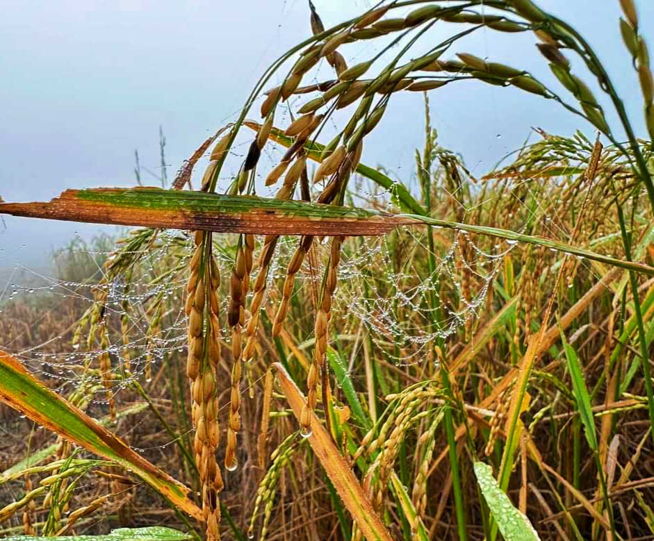 শীতের প্রথম মাস পৌষ আসতে এখনো দিন বিশেক বাকি। ইতিমধ্যে পড়তে শুরু করেছে ঘন কুয়াশা ও শিশির। ধান খেতে মাকড়সার জালে শিশির পড়ে জন্ম নিয়েছে অসাধারণ এক সৌন্দর্যের। ঘিওর উপজেলার পয়লা এলাকা, মানিকগঞ্জ, ২৫ নভেম্বর ২০২৩। ছবি: আব্দুর রাজ্জাক