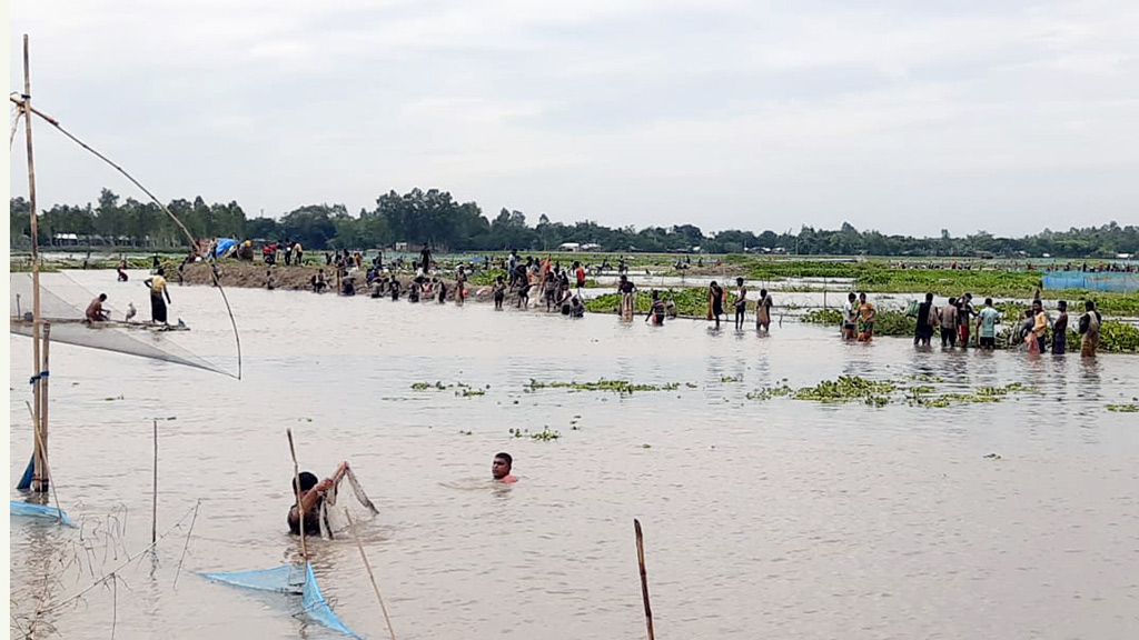 বুড়ির বাঁধে মাছ ধরা উৎসব