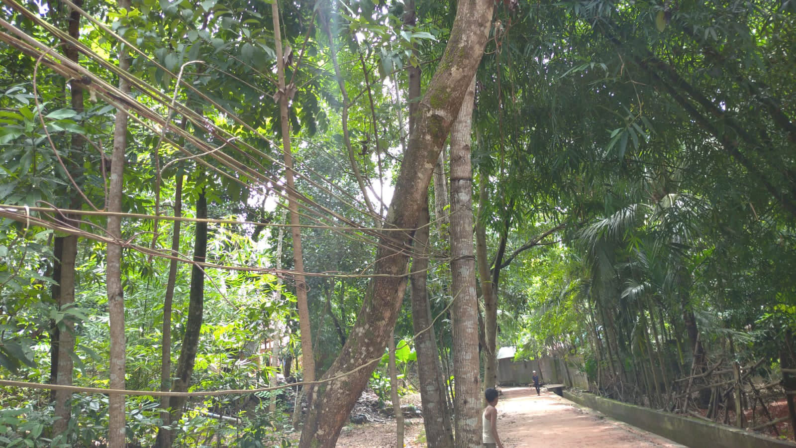 জীবন্ত গাছের মাধ্যমে বিদ্যুৎ সরবরাহ, আতঙ্কে এলাকাবাসী