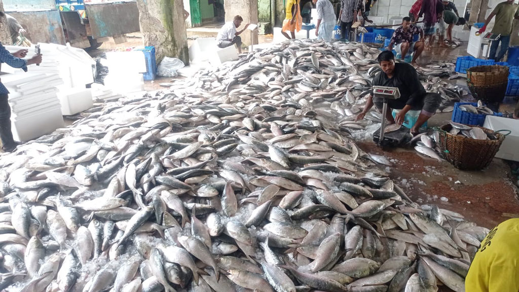 সাগরে ধরা পড়ছে ঝাঁকে ঝাঁকে রুপালি ইলিশ