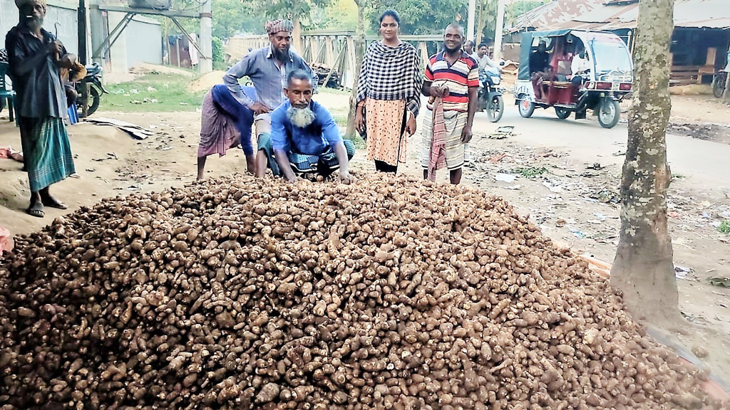 পানছড়িতে খেতেই নষ্ট কচু