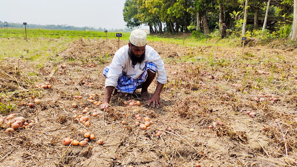 পটুয়াখালীতে বিনা চাষে আলুর দারুণ ফলন