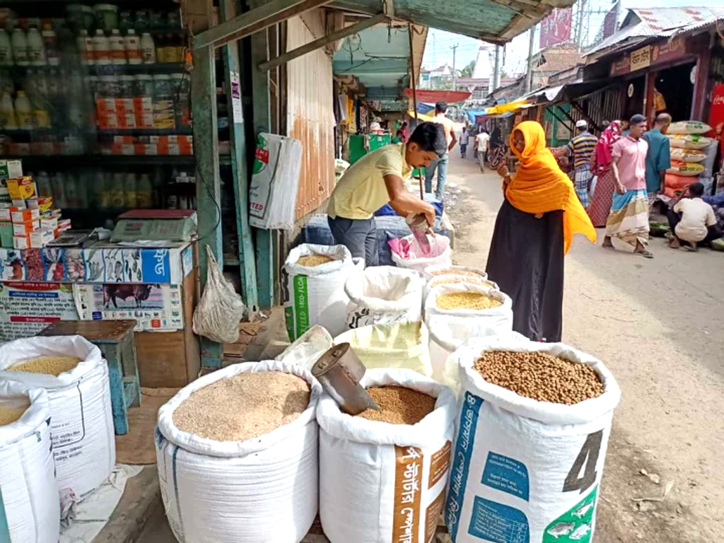 গো-খাদ্যের চড়া দামে নাভিশ্বাস খামারিদের