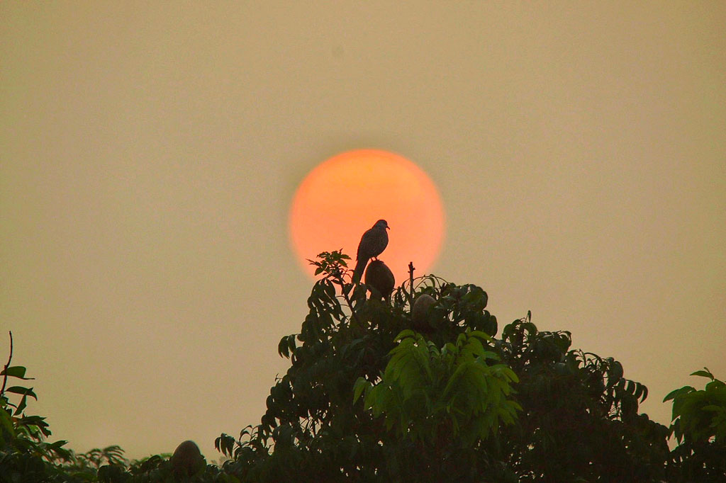 লাল আভা ছড়িয়ে সূর্য উঠছে। শুরু হচ্ছে নতুন এক দিনের। উদীয়মান সূর্যের পটভূমিতে অদ্ভুত সুন্দর এক দৃশ্যের জন্ম দিয়েছে গাছে বসে থাকা এক পাখি। চাটমোহর পৌর সদরের বালুচর মহল্লা থেকে তোলা, পাবনা, ১৯ নভেম্বর ২০২৪ । ছবি: শাহীন রহমান।