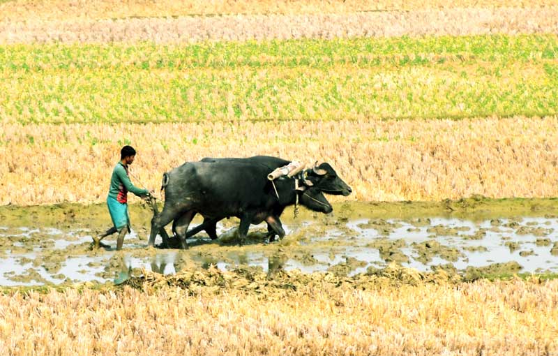 নতুন আবাদের জন্য এক কৃষক জমিতে লাঙল দিচ্ছেন মহিষ দিয়ে। গোদাবাড়ী উপজেলা দেওপাড়া ইউনিয়ন ডাইং পাড়া গ্রামের একটি বিল থেকে তোলা, রাজশাহী, ২৩ ডিসেম্বর ২০২৪। ছবি: মিলন শেখ