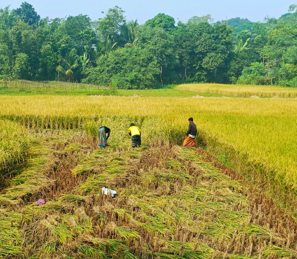 হেমন্তের শিশিরসিক্ত সকালে ধান কাটায় ব্যস্ত কৃষকেরা। এই ধান কাটাকে কেন্দ্র করেই সূচনা হয় নবান্ন উৎসবের। সাটুরিয়া উপজেলার ধুল্লা এলাকা থেকে তোলা, মানিকগঞ্জ, ১৪ নভেম্বর ২০২৪। ছবি: আব্দুর রাজ্জাক