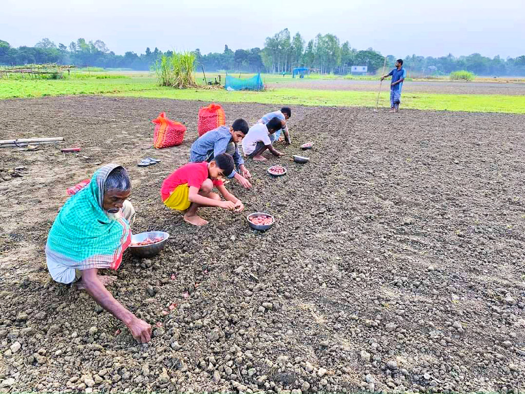 কিছু কিছু আগাম জাতের আমন ধান কাটা হয়েছে। ওই সব জায়গা ফাঁকা হয়ে যাওয়ায় জমি প্রস্তুত করে আগাম জাতের আলু চাষে ব্যস্ত সময় কাটাচ্ছেন কৃষকেরা। মানিকগঞ্জ জেলার শিবালয় উপজেলা এলাকা থেকে তোলা, ৭ নভেম্বর ২০২৪। ছবি: মো. আব্দুর রাজ্জাক