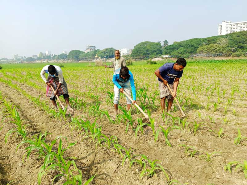 পদ্মা নদীতে চরে জেগেছে। সেখানে ভুট্টার চাষ করা হয়েছে। সেই গাছের পরিচর্যা করছে কৃষকেরা কোদাল দিয়ে। নগরের শ্রীরামপুর পদ্মা নদীর চর থেকে তোলা, রাজশাহী, ৩০ ডিসেম্বর ২০২৪। ছবি: মিলন শেখ