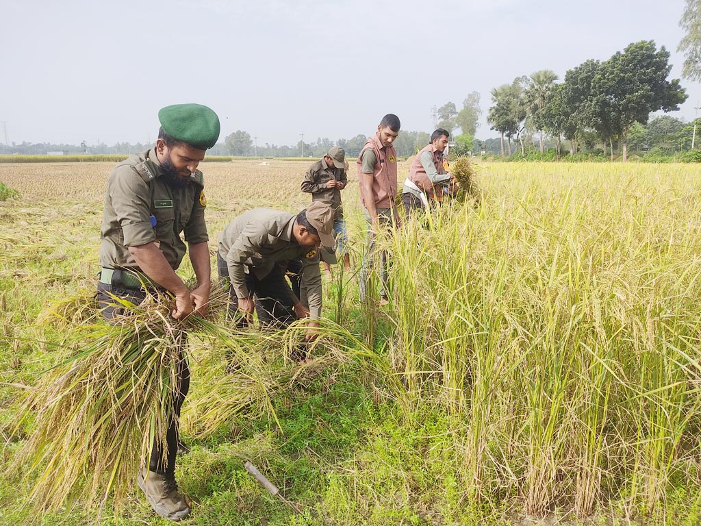 শ্রমিকসংকট ও মজুরি বেশি হওয়ায় কীভাবে ধান কাটবেন সে দুশ্চিন্তায় ছিলেন কৃষক আসান প্রামাণিক। তবে তাঁর চিন্তা কেটে যায় আনসার ও ভিডিপির সদস্যরা বিনা পারিশ্রমিকে ধান কেটে দেওয়ায়। কামারখন্দ উপজেলার রসুলপুর পশ্চিমপাড়া এলাকা থেকে তোলা, সিরাজগঞ্জ, ৭ নভেম্বর ২০২৪। ছবি: আব্দুল্লাহ আল মারুফ