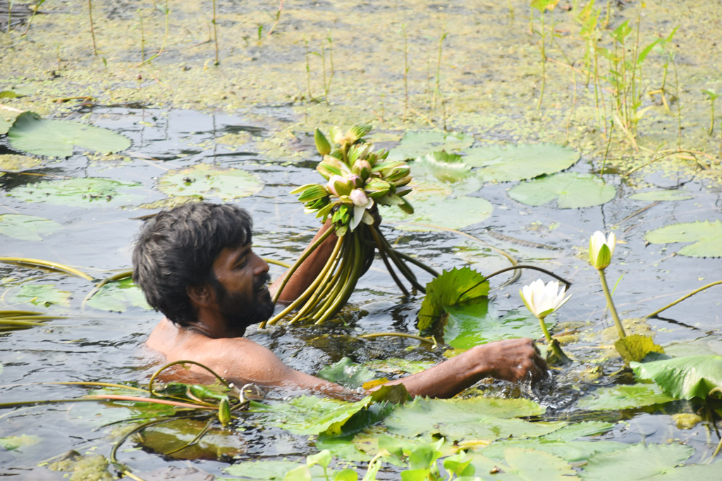 রেললাইনের পাশে ডোবায় বৃষ্টির পানি জমে থাকায় ফুটেছে শাপলা ফুল। সেই ফুল বিক্রির জন্য তুলছেন এক ব্যক্তি। এক আঁটি বিক্রি হবে ২০ টাকা দরে। রাজশাহী বিশ্ববিদ্যালয় এলাকা থেকে তোলা. ৩০ অক্টোবর ২০২৪। ছবি: মিলন শেখ