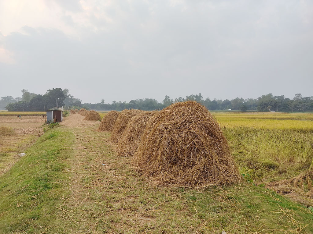 রোপা আমন ধানের খড় শুকানোর পরে স্তূপ বা পালা দিয়ে পথের ওপর রেখে দিয়েছে কৃষকেরা। কামারখন্দ উপজেলার বাড়াকান্দি এলাকা থেকে তোলা, সিরাজগঞ্জ, ২৩ নভেম্বর ২০২৪। ছবি: আব্দুল্লাহ আল মারুফ