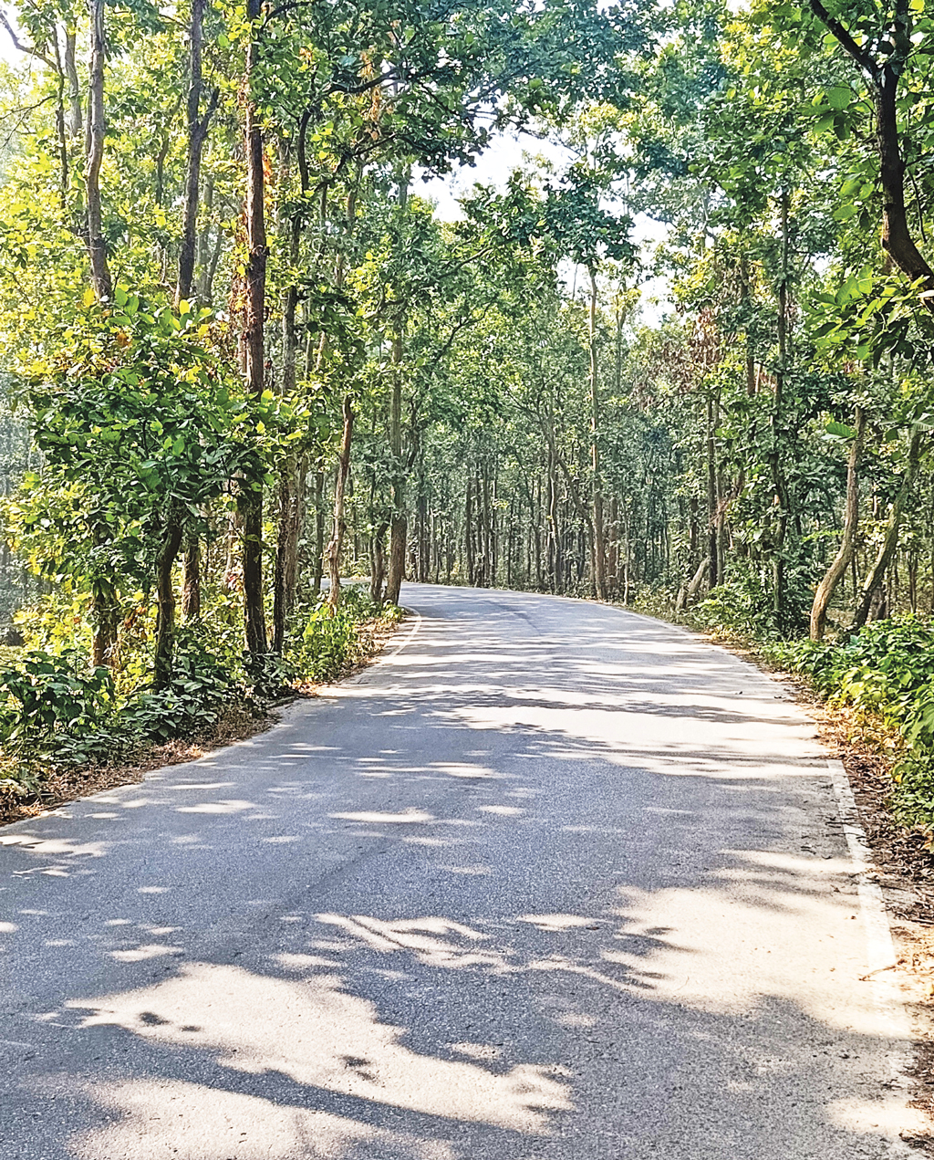 চন্দ্রমল্লিকার বাগান থেকে ভাইরাল সড়কে