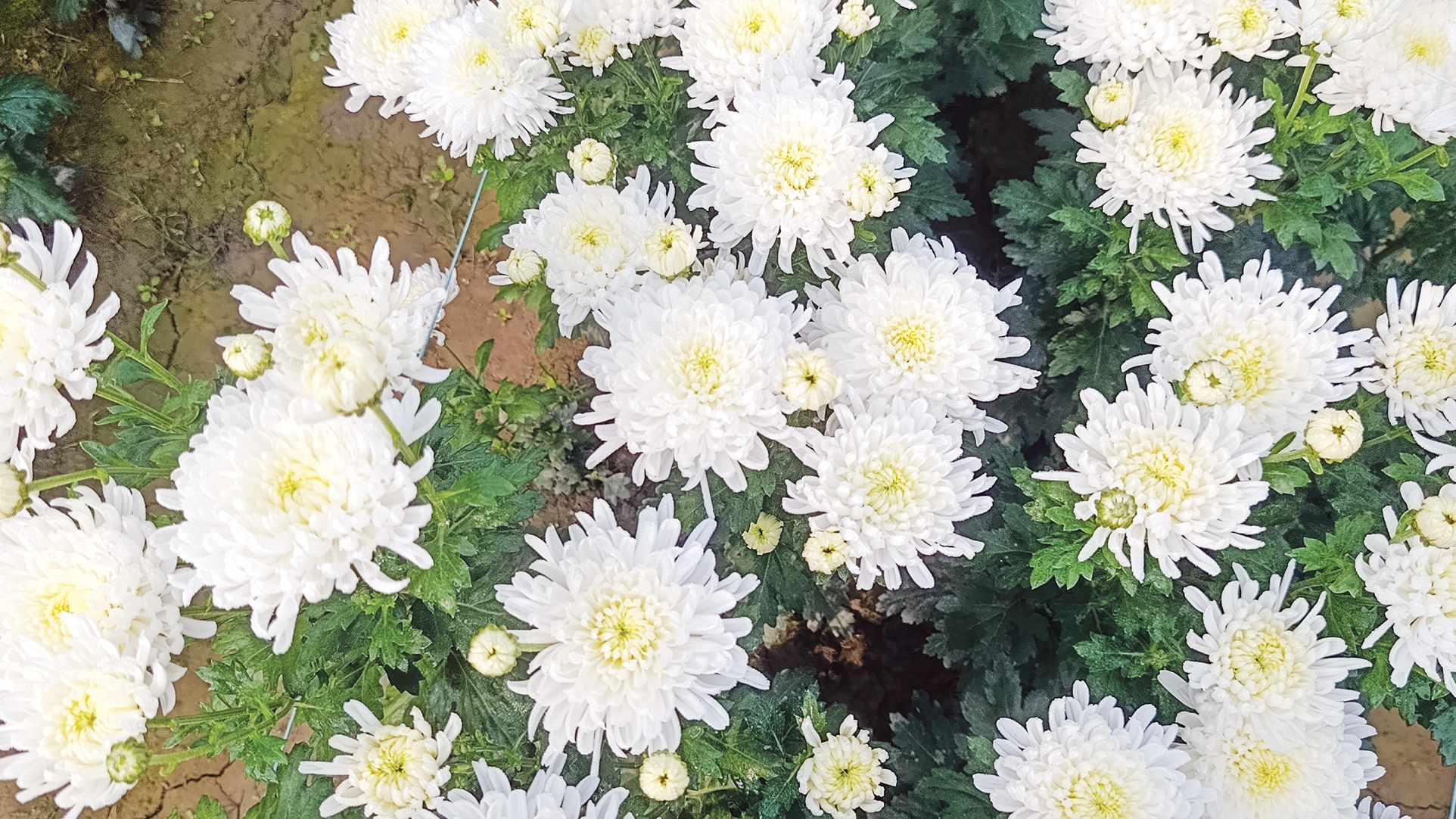 চন্দ্রমল্লিকার বাগান থেকে ভাইরাল সড়কে