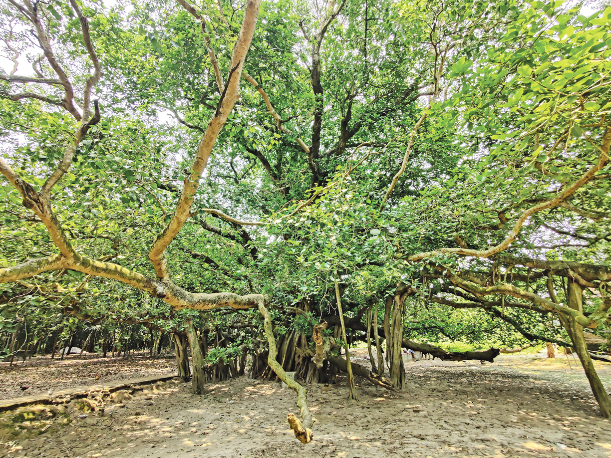 কাউটিয়ার শতবর্ষী বটগাছ