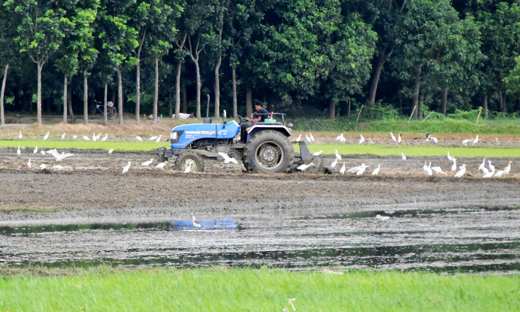 রোপণ করা আমন খেতে নিড়ানি দিচ্ছেন কৃষকেরা। দামকুড়ার কাদির বিল, পবা, রাজশাহী, ৫ আগস্ট ২০২৩। ছবি: মিলন শেখ।
