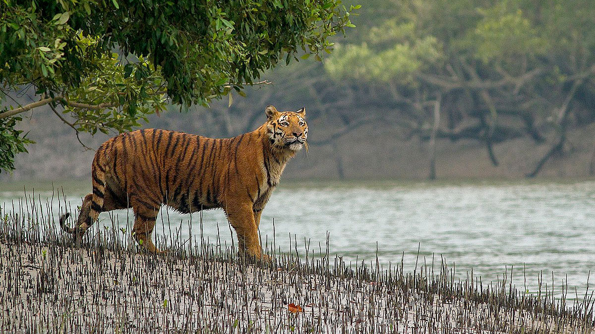 বাঘ বাড়ছে সুন্দরবনে