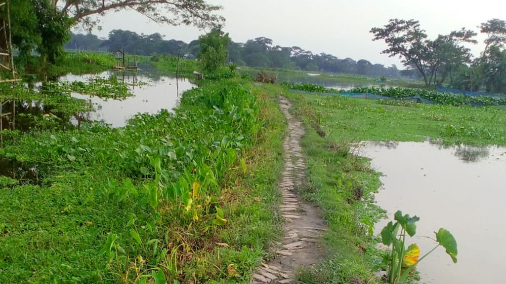 রাস্তা বিলীন মাছের ঘেরে