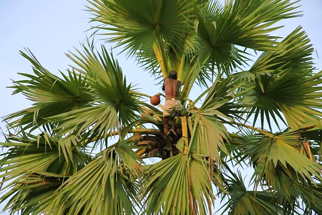 কোনো কোনো গ্রামে এখনো তালের রস পাওয়া যায়। দিঘল এক তালগাছ থেকে তালের রস সংগ্রহ করতে দেখা যাচ্ছে এক গাছিকে। ঘিওর উপজেলার বালিয়াখোড়া গ্রাম থেকে তোলা, মানিকগঞ্জ, ২ মে ২০২৪। ছবি: আব্দুর রাজ্জাক