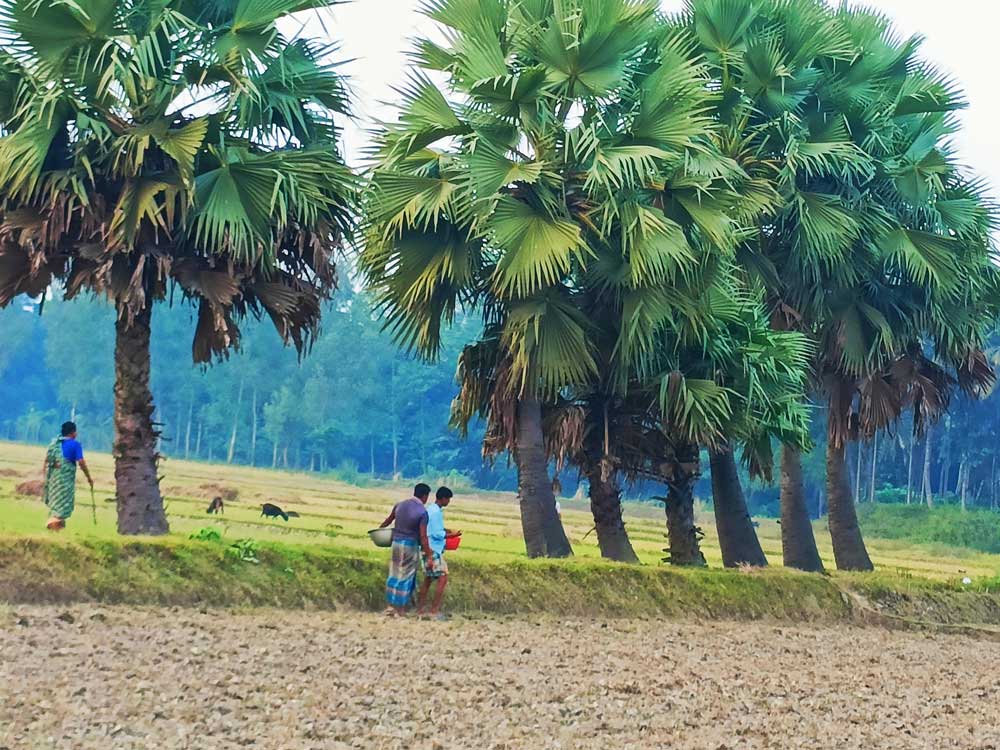 জমির মাঝখানের আল ধরে সারবেঁধে দাঁড়িয়ে আছে তাল গাছ। এদিকে সরিষা আবাদে ব্যস্ত সময় পাড় করছেন কৃষকেরা। ঘিওরের বানিয়াজুরী ইউনিয়নের রাথুরা গ্রাম, মানিকগঞ্জ, ৯ নভেম্বর ২০২৩। ছবি: আব্দুর রাজ্জাক