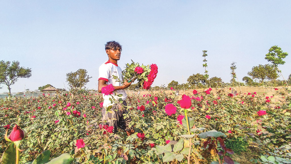 ভালোবাসার গোলাপের দামে উদ্বেগ