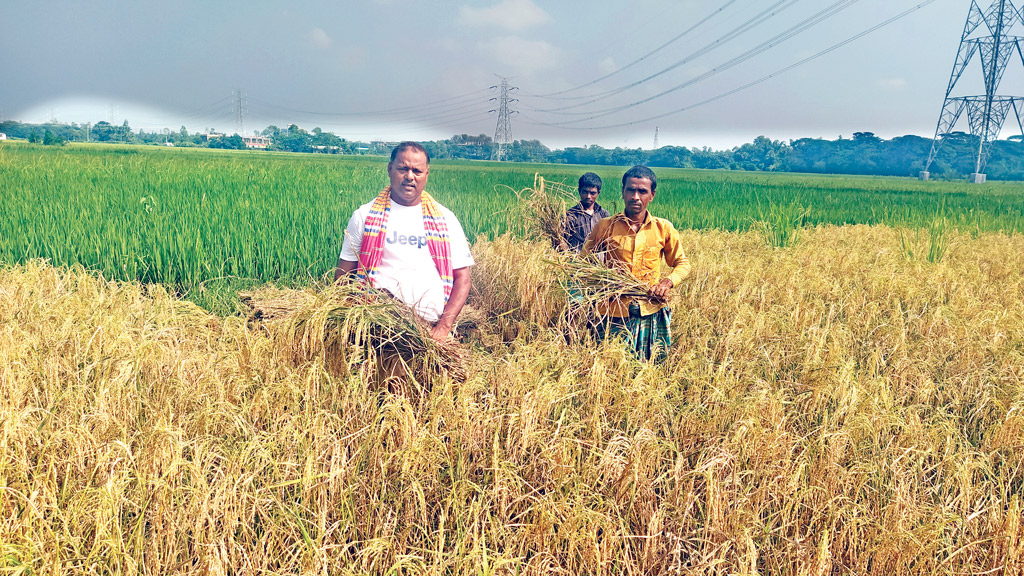 রোপা আমনের ভালো ফলন কৃষকের মুখে হাসি