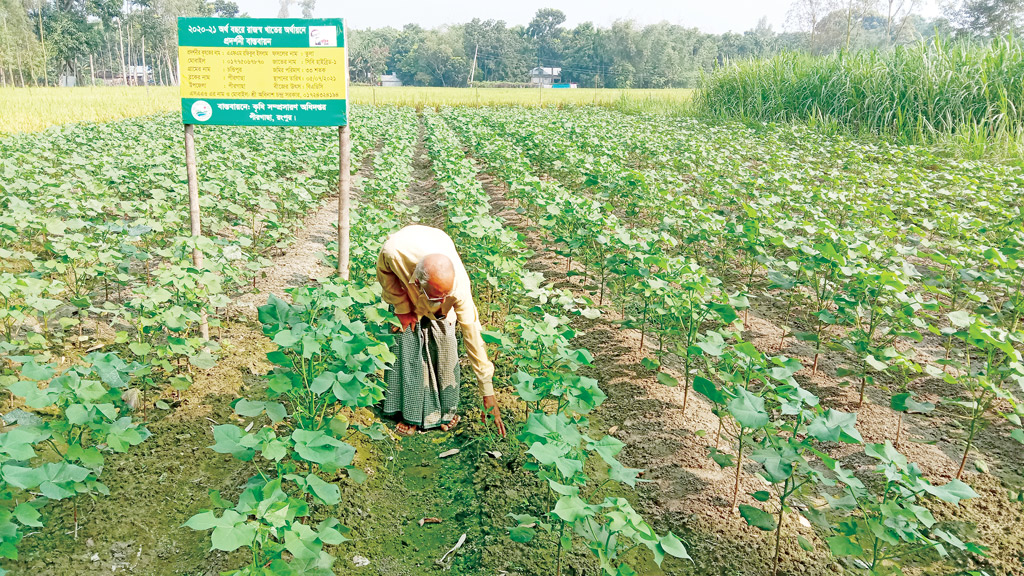 তুলা চাষে নতুন সম্ভাবনা