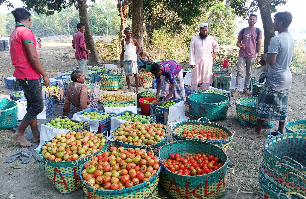 প্রথমবারের মতো সমুদ্রপথে মালয়েশিয়ায় যাচ্ছে সীতাকুণ্ডের টমেটো