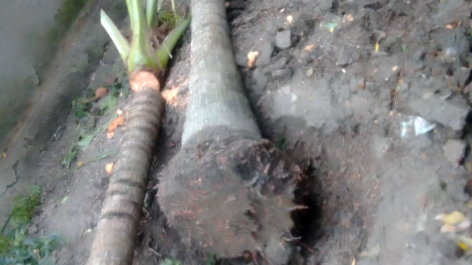 নিজের জমি দাবি করে অন্যের গাছ কর্তন