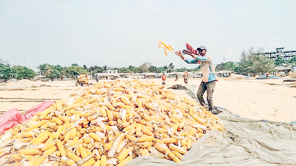 হাওরে ভুট্টা চাষ: ‘হলুদ সোনা’র হাসি দাম নিয়ে দুশ্চিন্তা