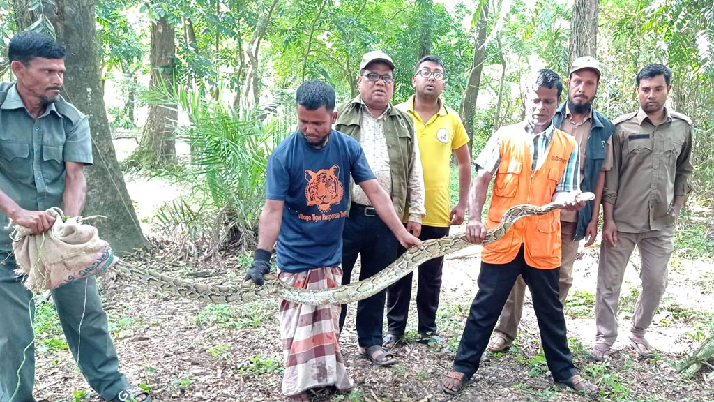 শরণখোলার লোকালয় থেকে উদ্ধার করা বানর ও অজগর সুন্দরবনে অবমুক্ত